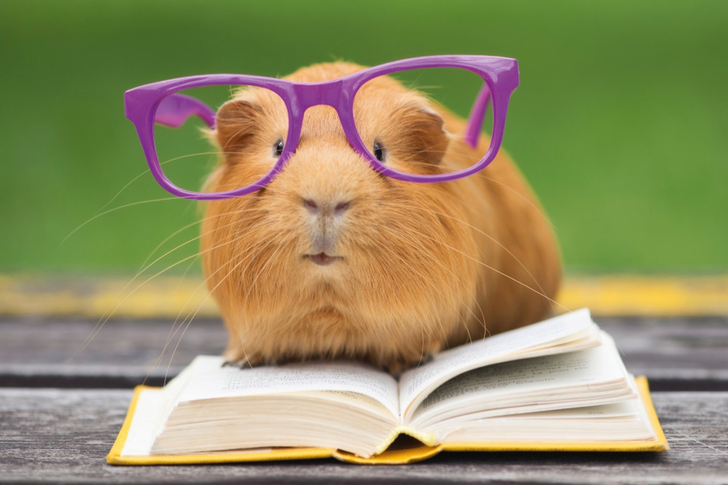 Öffnet interenen Link zum FAQ im aktuellen Fenster