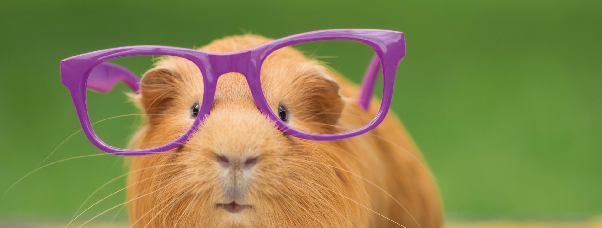 Hase mit Brille